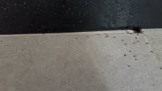 Watch video: Ants Coming From Below the Floor in Avenel, NJ