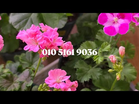 ###예쁜제라늄 분양합니다 010 5161 9036 으로 문자주…