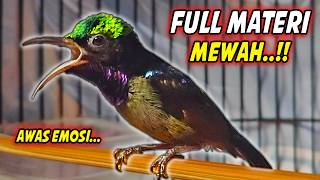 Download lagu PANCINGAN KONIN GACOR FULL ISIAN ROLL TEMBAK MEWAH !! MASTERAN KOLIBRI NINJA BAHAN AGAR CEPAT EMOSI mp3