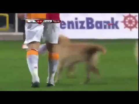 Due cani invadono un campo da calcio!