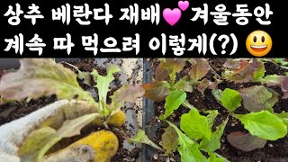 상추 베란다 재배