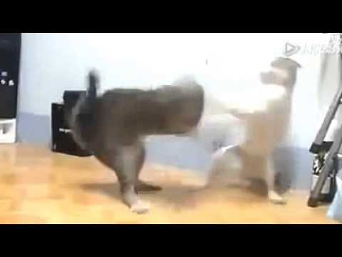 two cats fighting best video