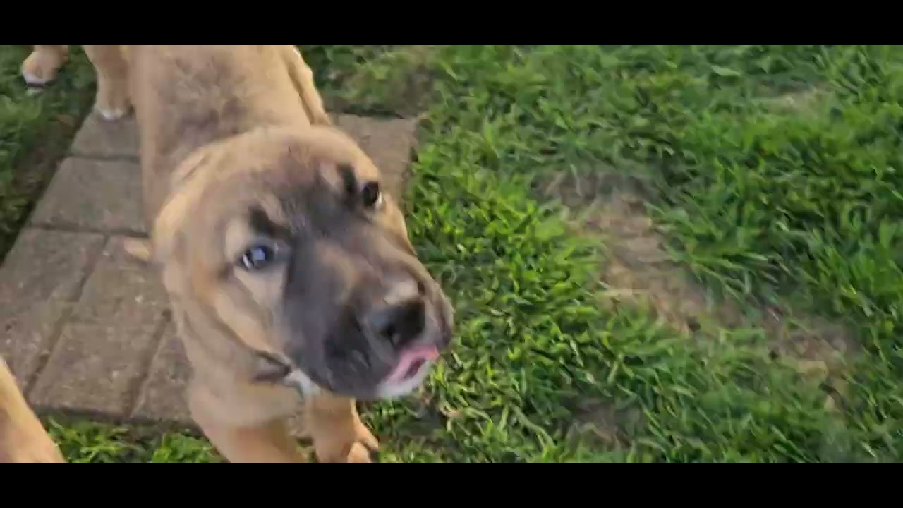 Enlarge Clover, an adoptable mixed breed in Aurora, IL video 4/4