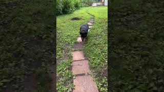 Video preview image #1 American Staffordshire Terrier-Basset Hound Mix Puppy For Sale in Minneapolis, MN, USA