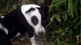Panda Dog Eating Bamboo Like A Real Panda/Perro Comiendo Bamboo