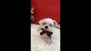 Video preview image #1 Maltese Puppy For Sale in Seattle, WA, USA