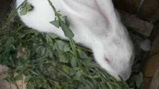 Neverending night- Pale Saints