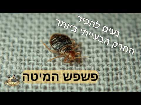 תמונה של פוגל הדברות
