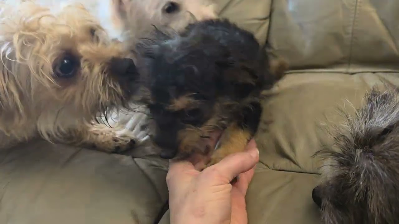 Enlarge Onyx, an adopted mixed breed in Seattle, WA video 5/5