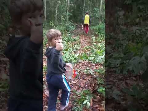 Coletando castanha da Amazônia no rio Sepatinim, Lábrea Amazonas Brasil