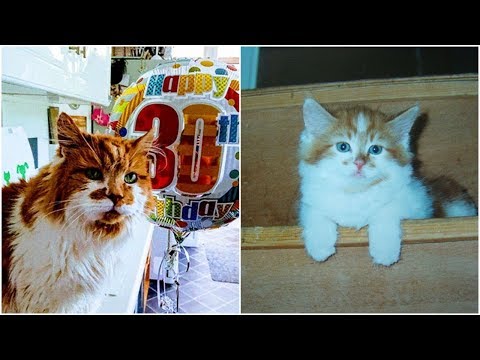 Meet Rubble the oldest cat in Britain has just celebrated his 30th birthday