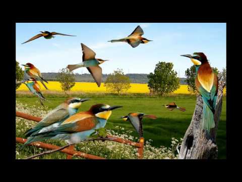 European Bee-eater sound / صوت الوروار الاوروبي