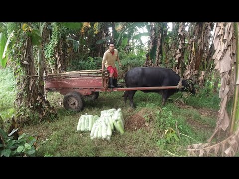 SE03EP193 - ANG BUHAY ni BAYANO ( A Day in a LIFE ) San Pablo City, Laguna