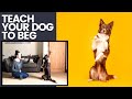 HOW TO TEACH A DOG TO BEG Sit Pretty An Awesome Trick For Dog Photographers