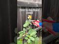 How to prune garden rose #rose #garden #hacks #tips