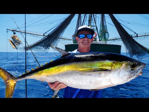 GIANT Tunas by SHRIMP Boats! Catch Clean Cook (Gulf of Mexico Deep Sea Fishing)