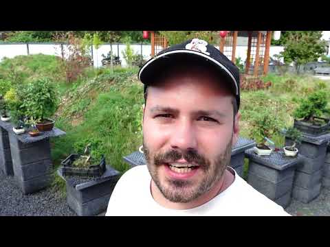 Bonsai Rohware weiter bearbeiten (Juniperus chinensis)