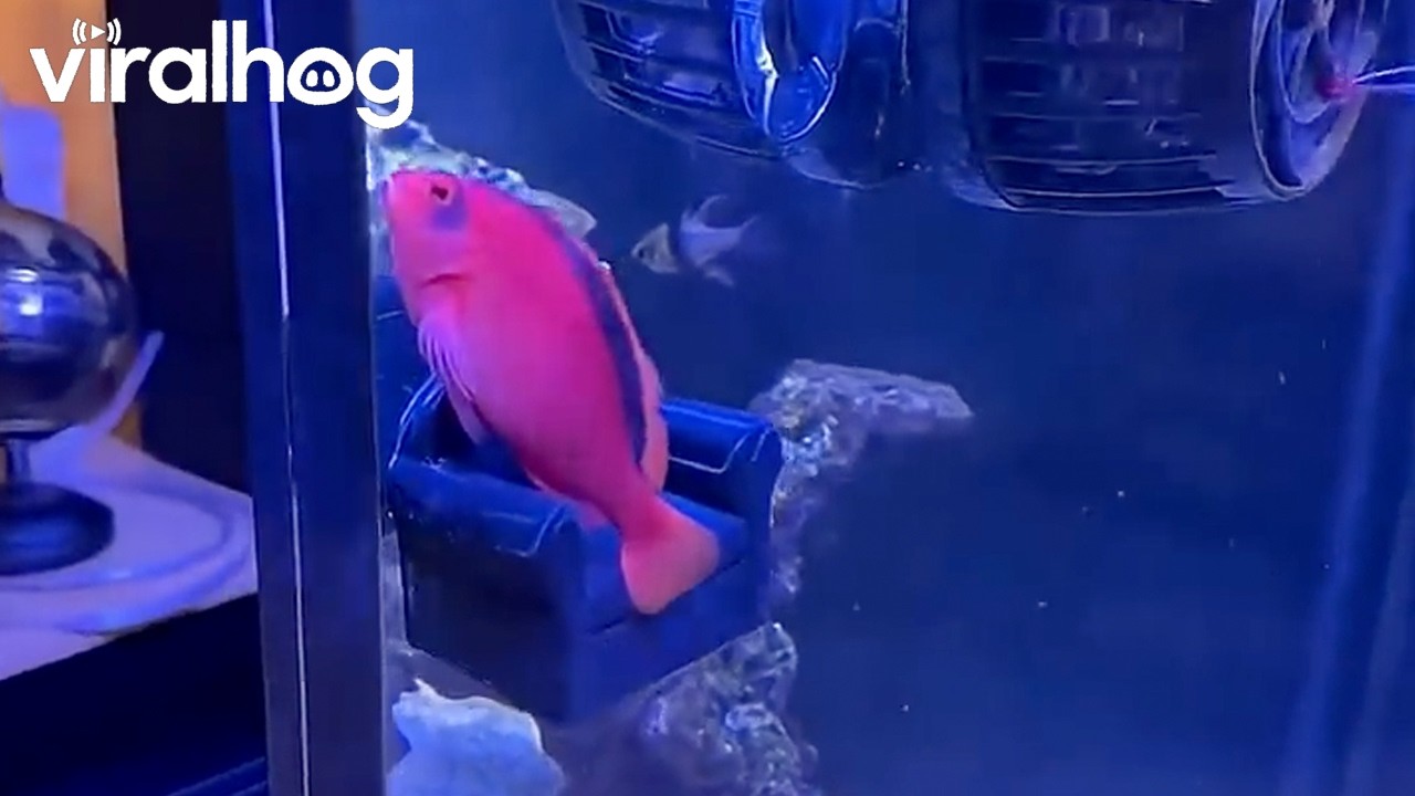 Funny Hawkfish Sits on Tiny Chair in Saltwater Aquarium || ViralHog