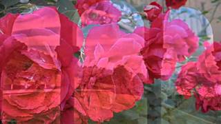 Nacho Cano - Las vaques y el rosal