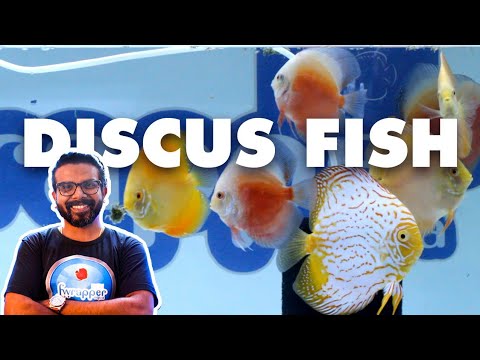 paraziták discus)