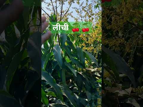 lichi flowering plant indianfarmertak🍒🍒