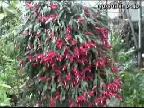 クリスマスサボテンに気根？シュルンベルジェラを適切に維持するために避けるべき間違い  庭園