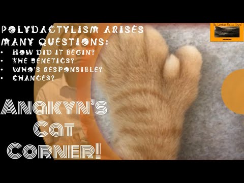 Anakyn's Cat Corner! S1 E8: Polydactyl Cats l The Coolest Pet in Town!