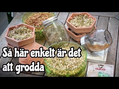 Så enkelt är det att grodda!