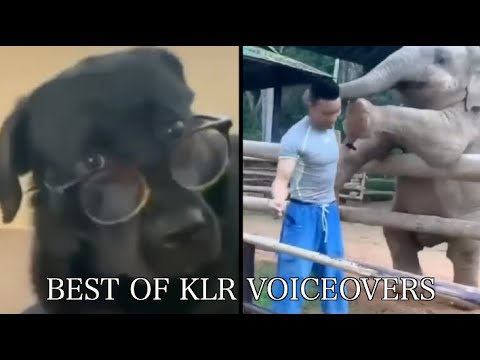Best Animal Voiceovers (2023)