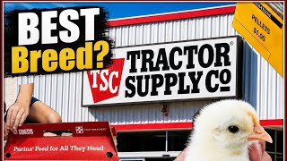 What is the BEST Chicken Breed at Tractor Supply