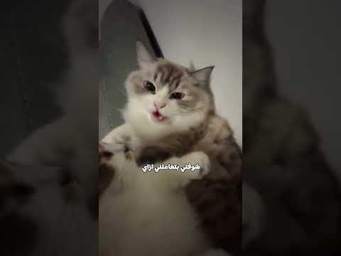 محاولة صُلح… انتهت ببُخّ وفضيحة 😭🐾