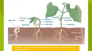 Plant Growth And Development