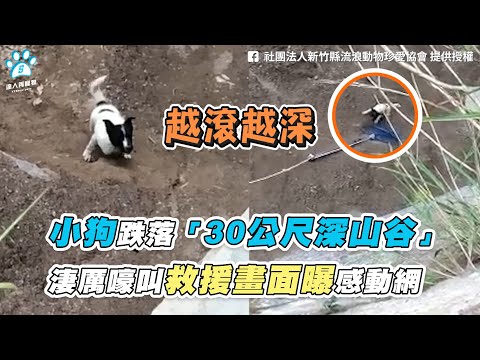 小狗跌落「30公尺深谷」 救援志工畫面感動全網