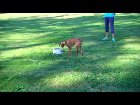 Zaida - manners minder