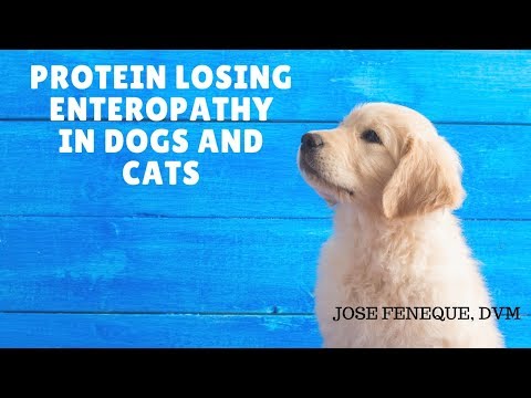 Protein Losing Enteropathy In Dogs And Cats