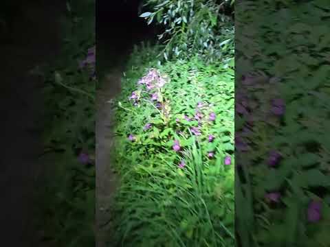 Black River Run, they call this Ultra race for Sweden's easiest Trail 100 miles.