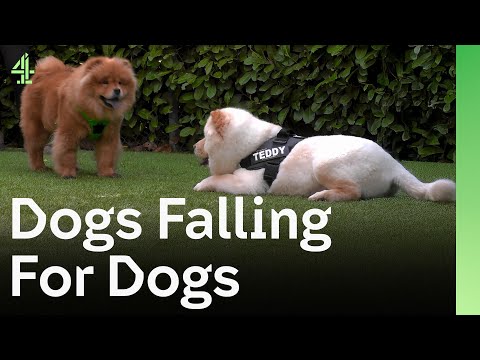 Love Strikes Chow Chow's | The Dog House 🐶