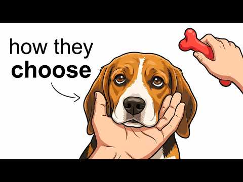 How Dogs Choose a Favorite Human (The Science Behind It)