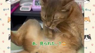 【猫動画】最後が可愛すぎる…！カリンとアンズの癒やし日常🐾 #ねこ #子猫 #猫のいる暮らし #癒やし動画 #猫パンチ #ヘソ天