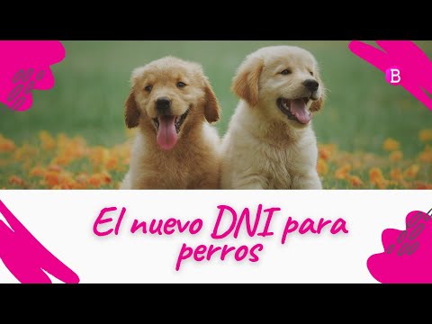 DNI para PERROS. ¿Qué es? 🐶