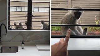 Group of monkeys in Durban casually hangs out at a kitchen window #shorts