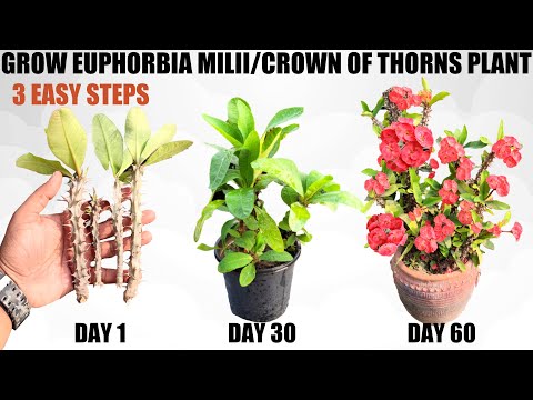 Grow Euphorbia Milii From Cuttings | EASIEST WAY