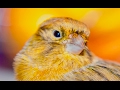 Best Canary Singing Live Serinus Canaria
