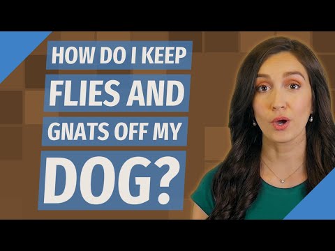 YouTube video about: How to keep gnats away from dogs?