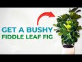 The EASIEST Way To Create NEW BRANCHES On A Fiddle Leaf Fig