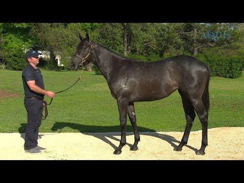 LOT 679 - PRESS STATEMENT (AUS) x INCREDULOUS (AUS)