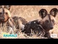 Painted Dogs Disney Animals Disney Junior