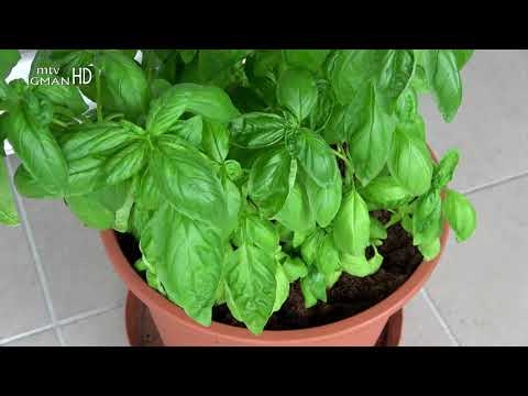 BOSILJAK ....NEVJEROVATAN LIJEK. MALO SE ZNA DA ... - ZA ZDRAV ŽIVOT -