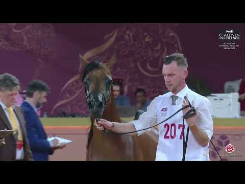 N 207 AJ YASMINA   Al Shaqab International Arabian Horse Show 2024   Mares 4 6 Years Old Class 9