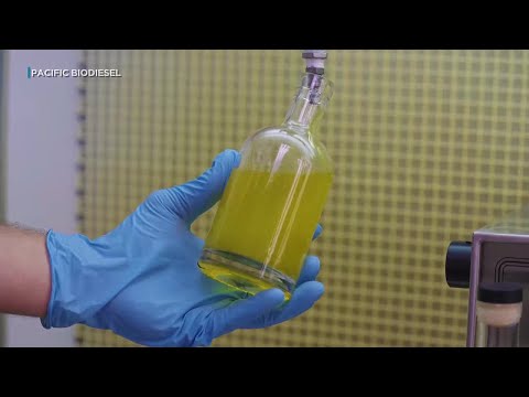 How sunflower seeds grown on Kauai help generate electricity on Oahu